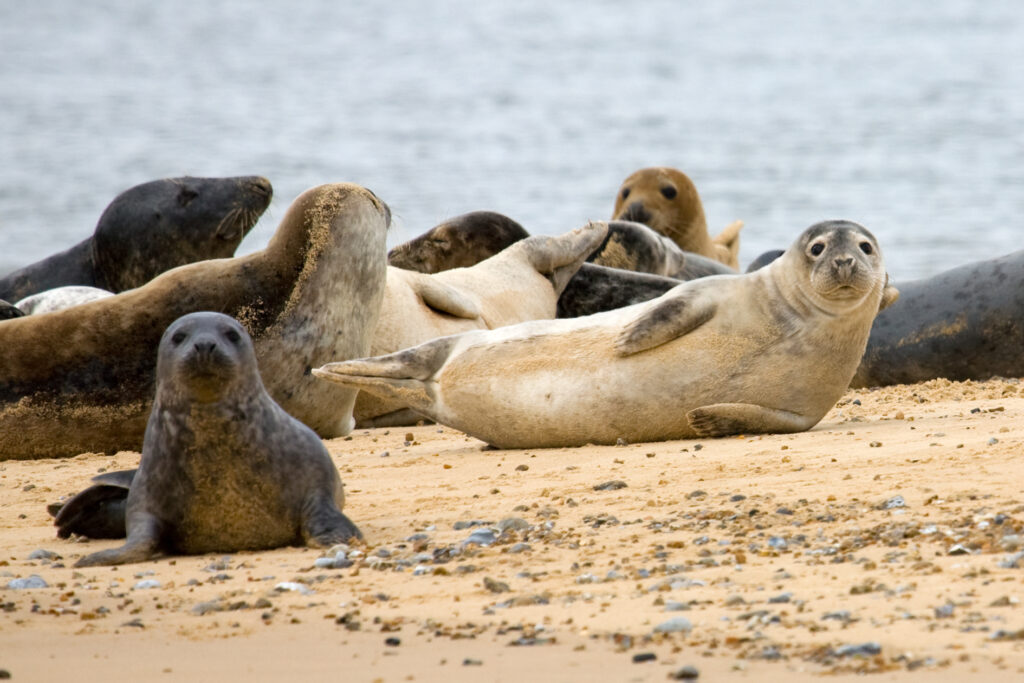 5 Facts You Didn't Know About Seals