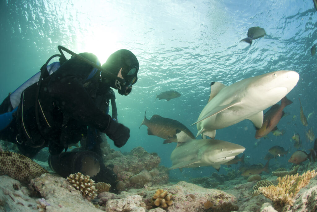 What’s It Like to Dive with Sharks?