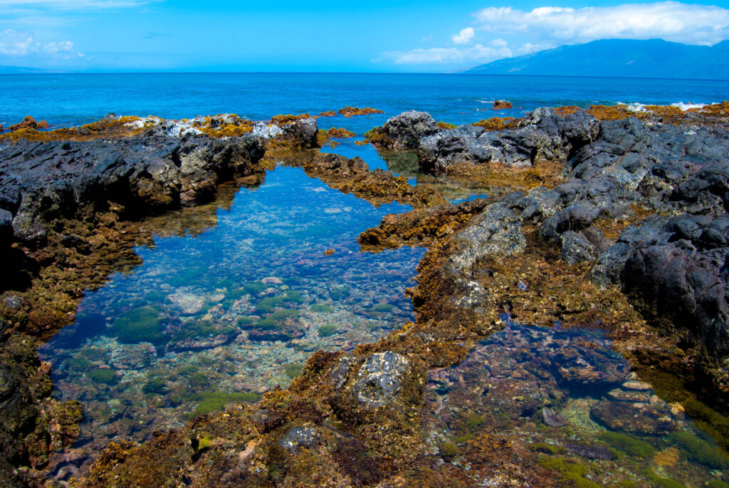 Exploring Rock Pools: Getting Started and What to Do