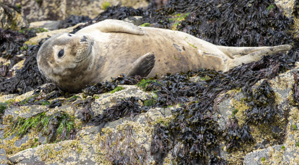 Are Seals Friendly? All About Seals’ Personalities