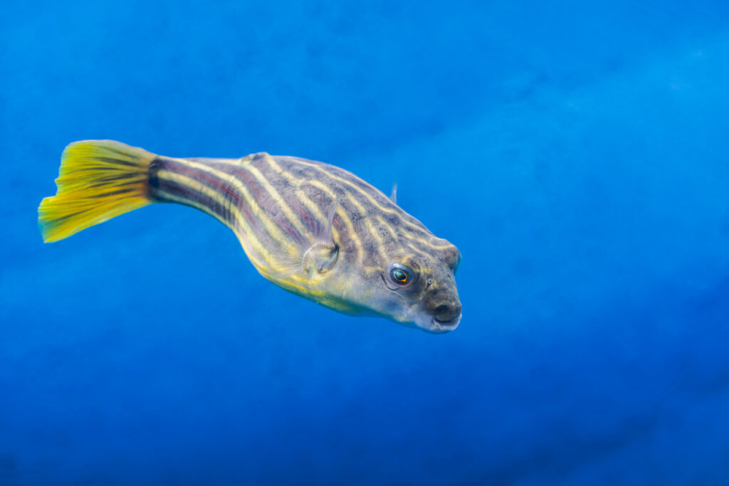 Can Fish Swim Backwards?