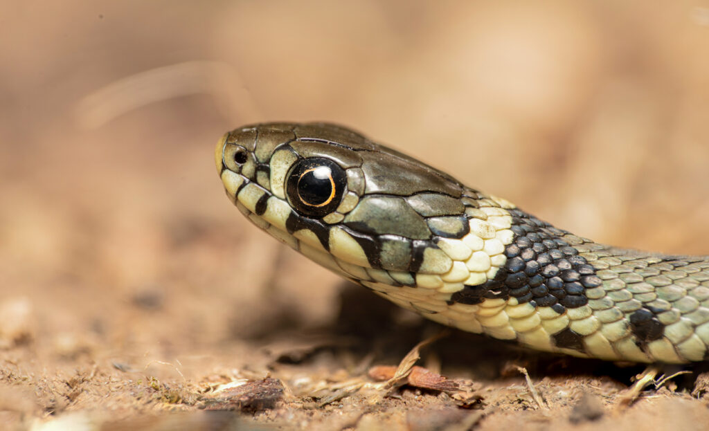 Differences between Cold-Blooded and Warm-Blooded Animals