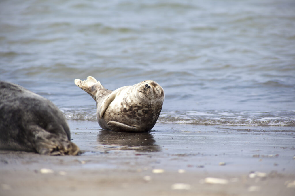 Everything You Need to Know about Seal Spotting in Scotland