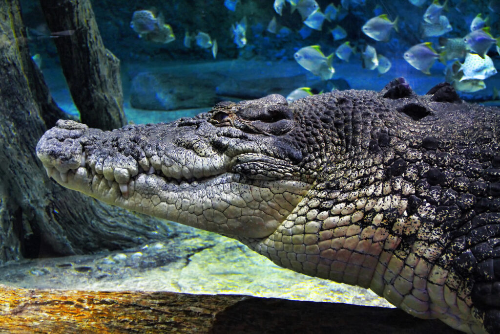 Animals that NEVER Stop Growing