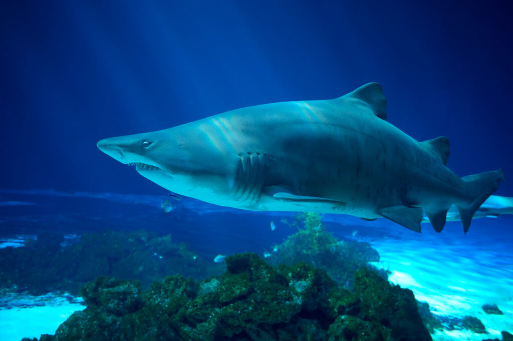 Meet the Sand Tiger Shark