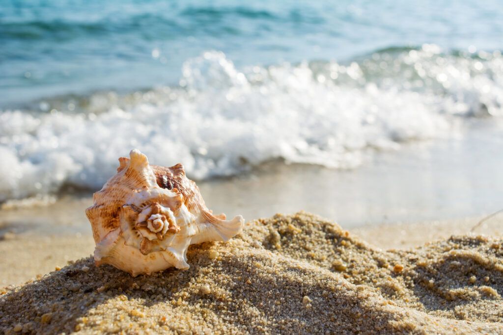 Everything you Need to Know about Seashells