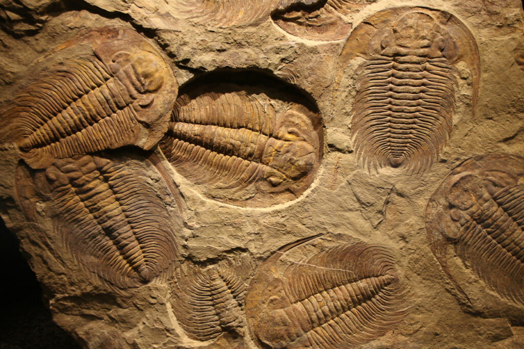 What Can We Learn About Earth by Studying Fossils & Skeletons?
