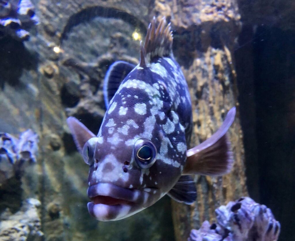 Dusky Grouper