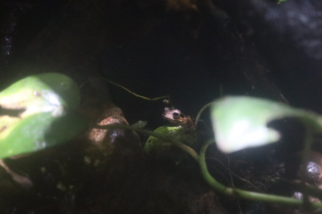 10 Fun Facts About Frogs