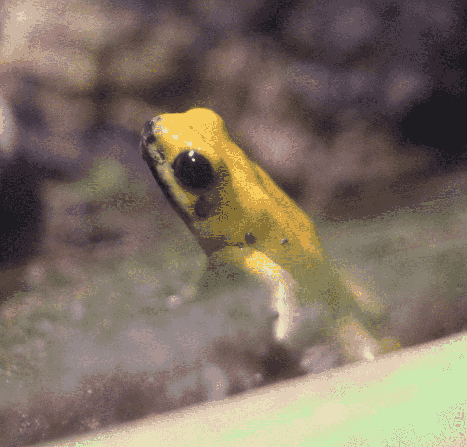 Black-Legged Poison Dart Frog
