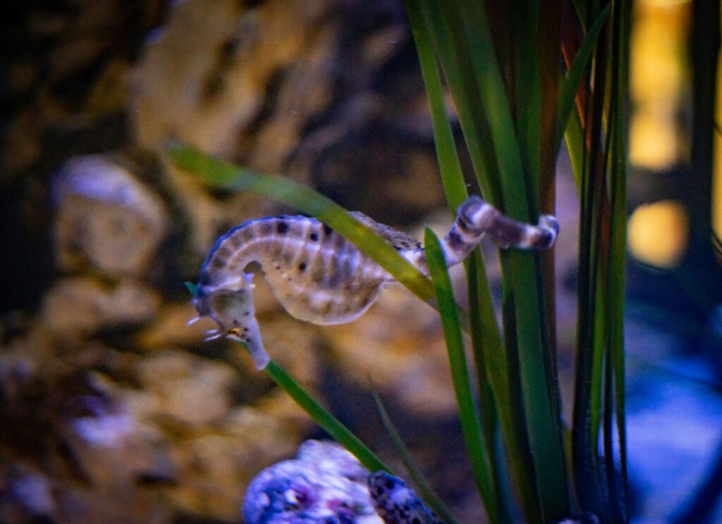 A Global Crisis: How Plastic Pollution Is Affecting Marine Animals