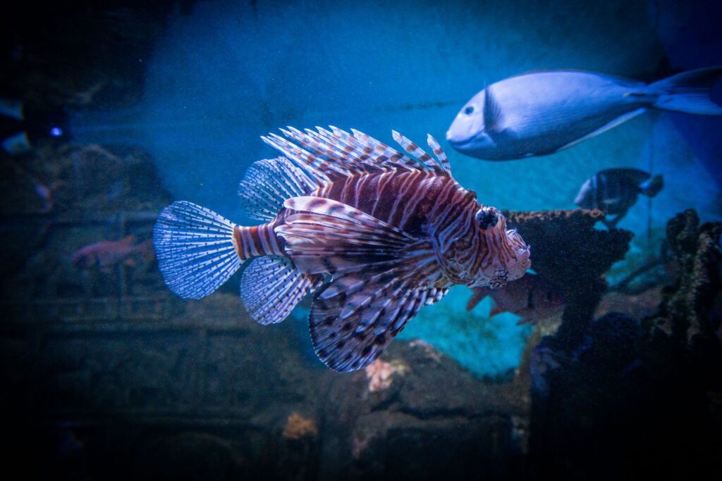 Red Lionfish