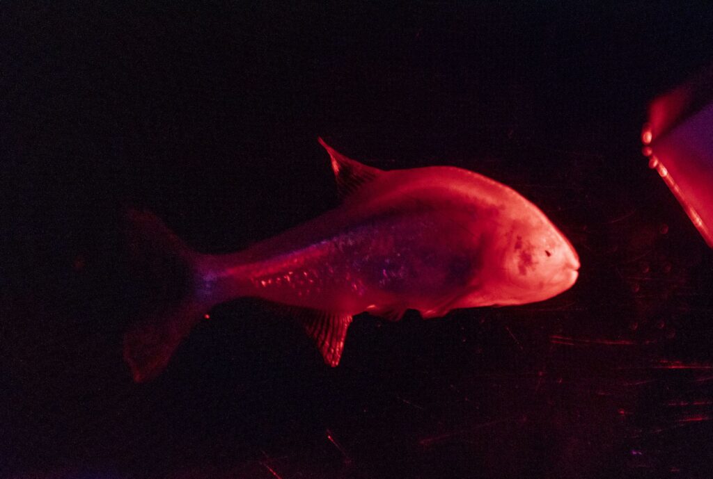 Blind Cavefish
