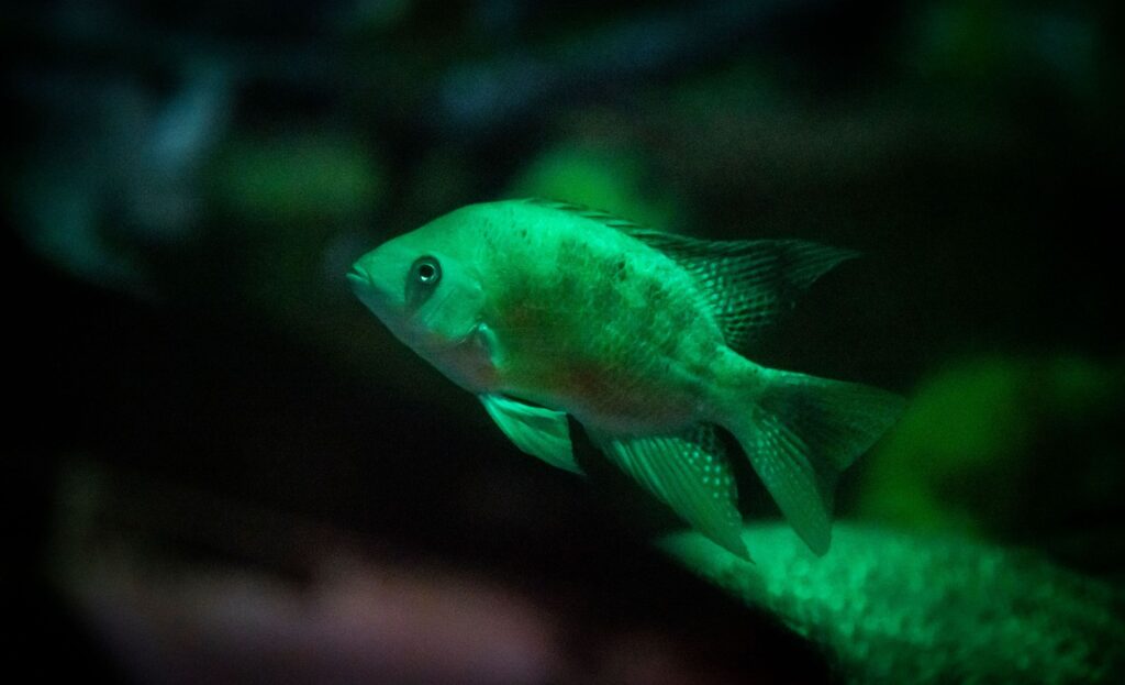 Chisel Toothed Cichlid