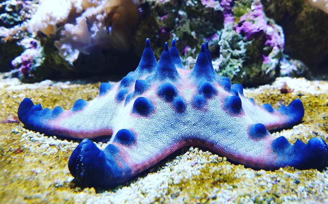Chocolate Chip Starfish