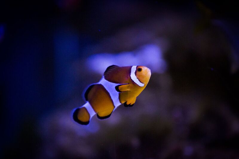 Clownfish
