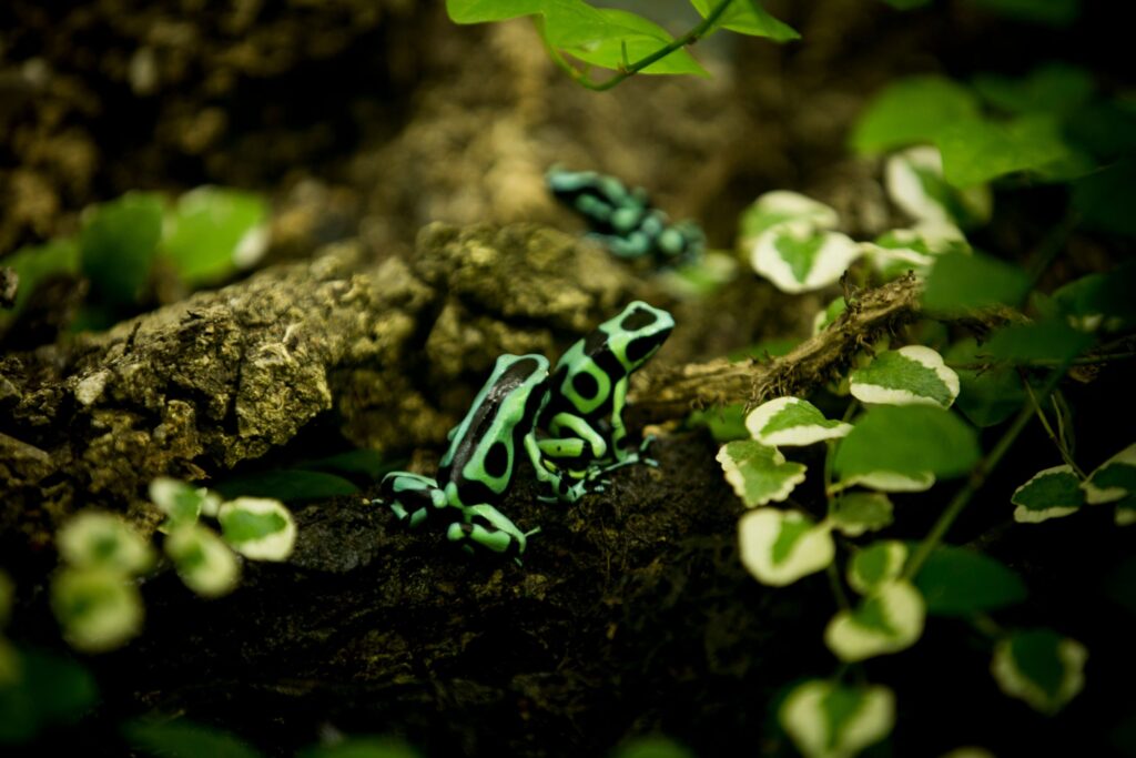 Green and Black Poison Dart Frog