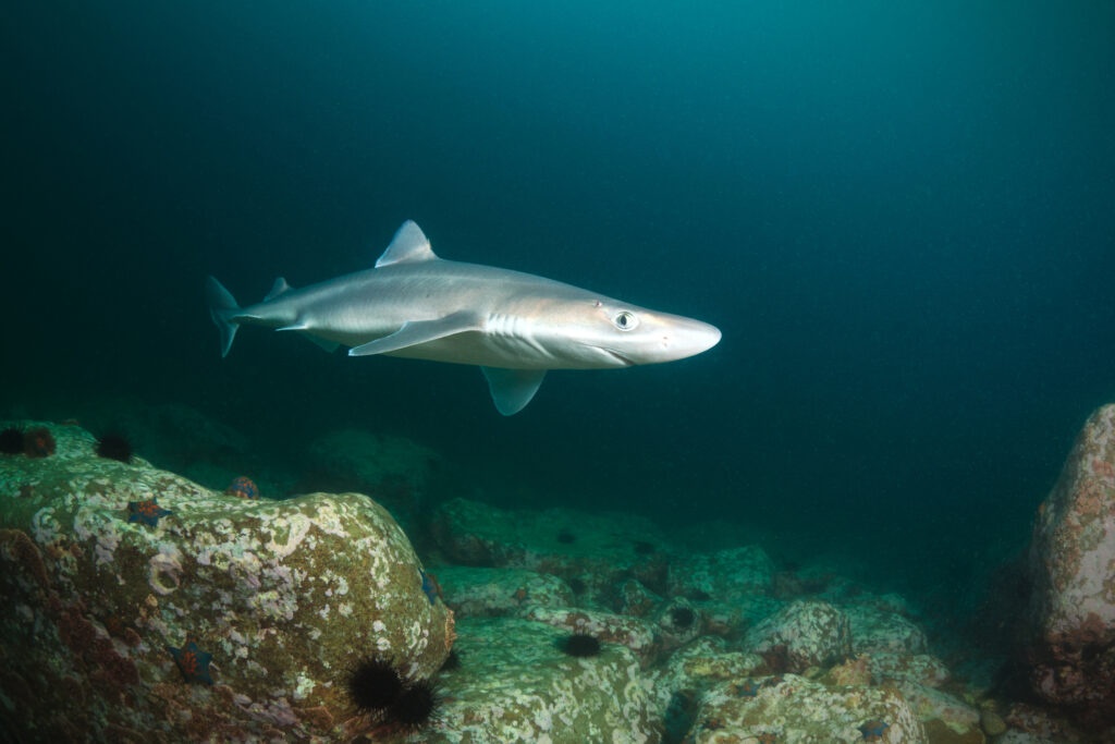 Spiny dogfish shark Deep - 15 meters Japan sea Russia