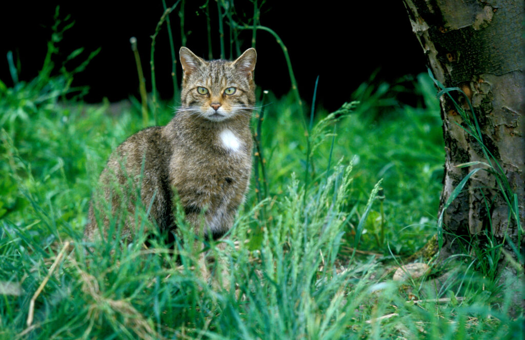 Scottish wildcat,  Felis silvestris, single mammal