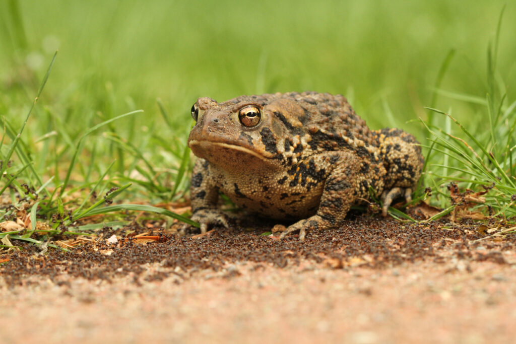 Frog vs Toad: Similarities and Differences Explained