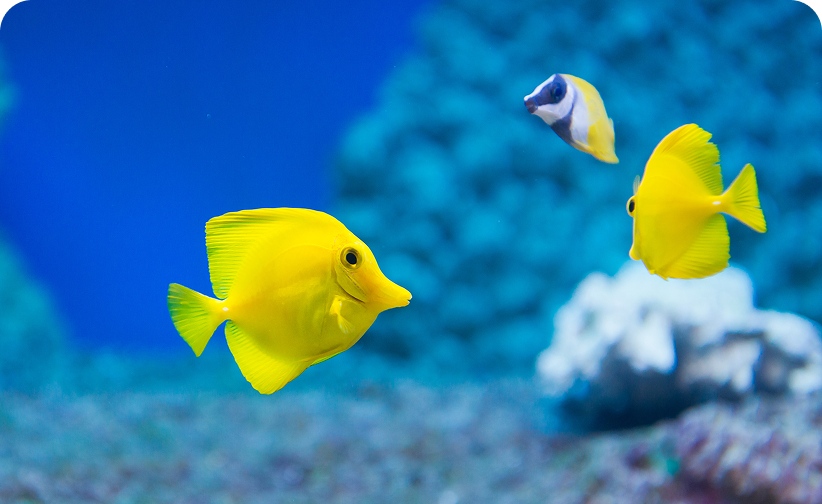 Predators & Prey: Food Chains in the Ocean | Who’s Hungry?