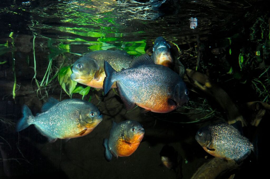 The Truth About Piranhas: South America’s Most Misunderstood Fish