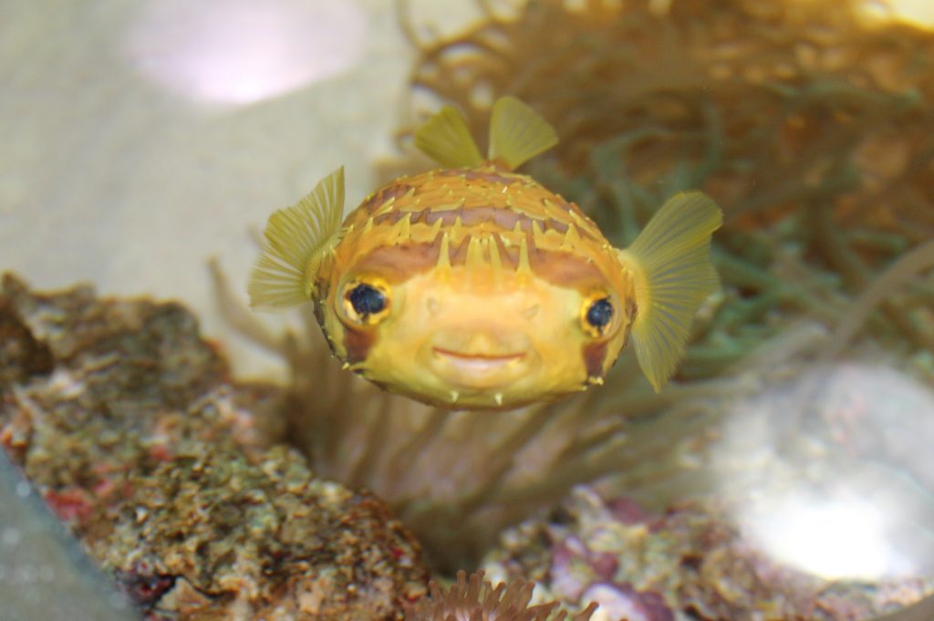 Porcupine Pufferfish