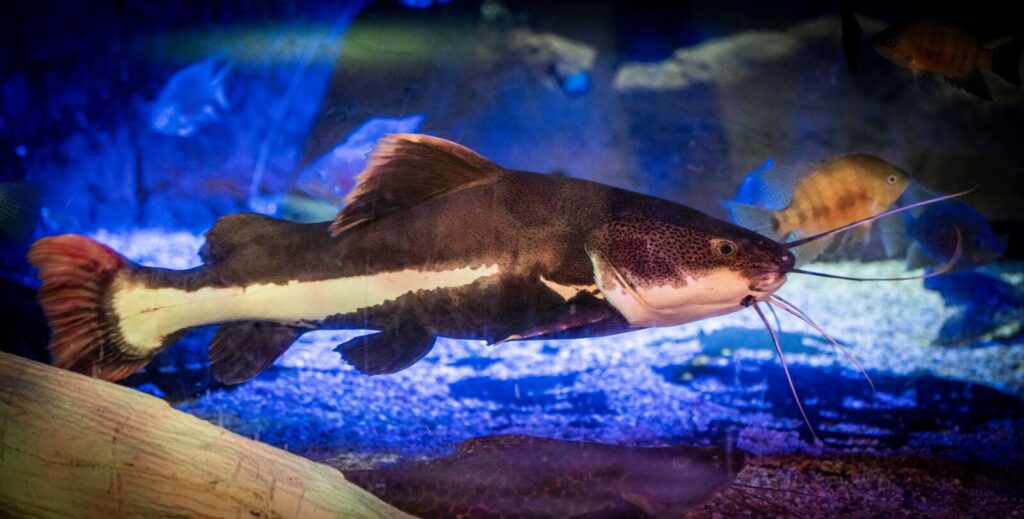 Red Tailed Catfish