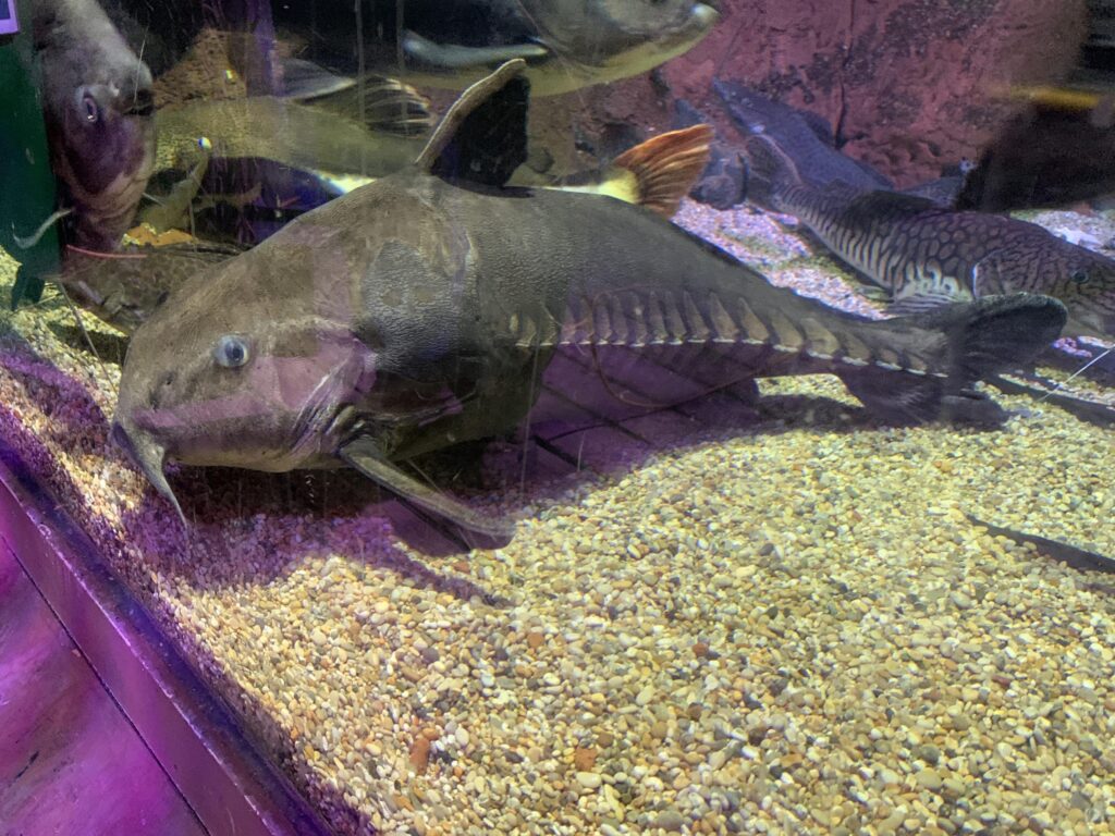 Ripsaw Catfish