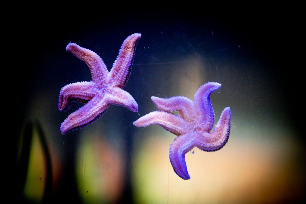SPINY ‘SPRINGWATCH’ STARS GO ON SHOW AT AQUARIUM