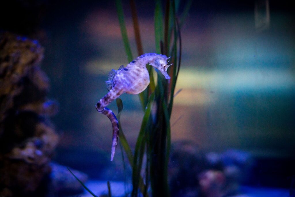 Big Bellied Seahorse