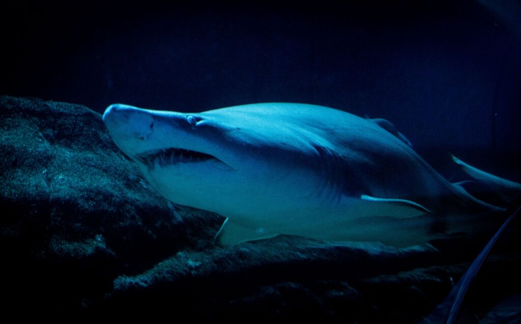 9 Things You Didn’t Know About Sharks