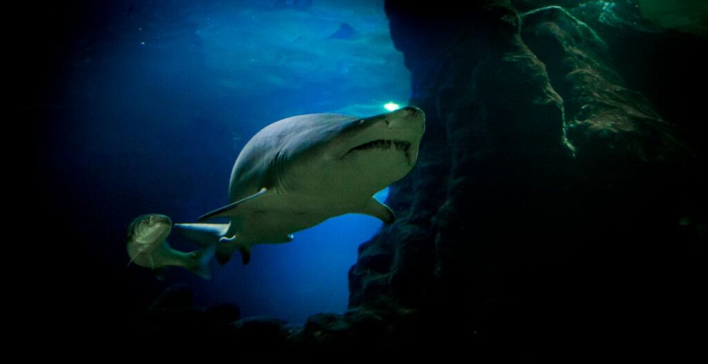 The Ultimate Shark Quiz: Test Your Knowledge of the Ocean’s Apex Predators