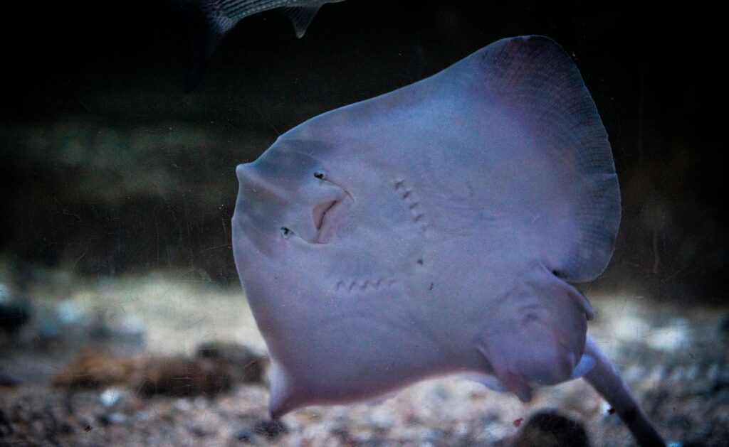 Thornback Ray
