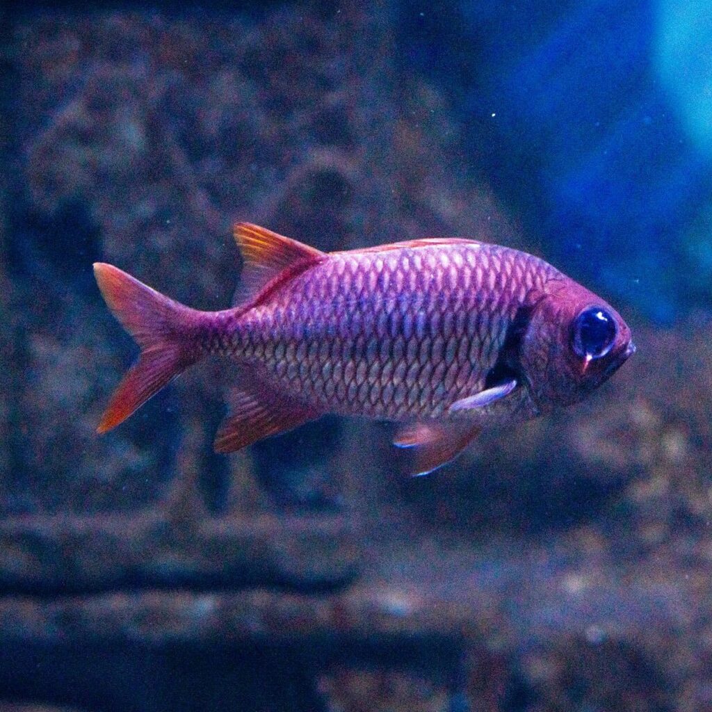 Big Eyed Soldierfish