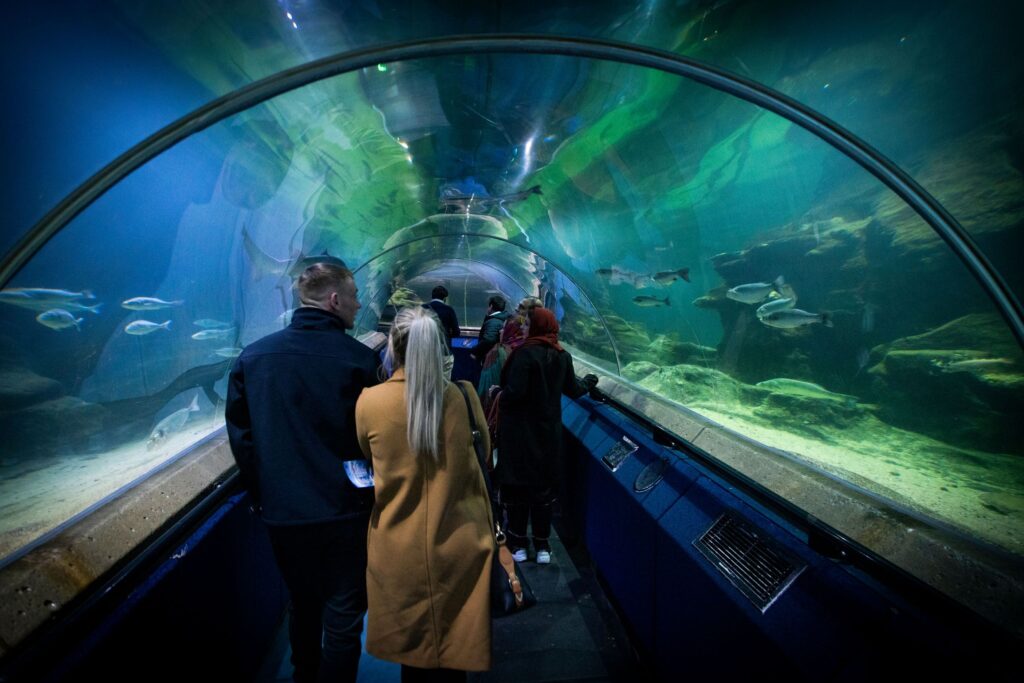 DEEP SEA WORLD GOES ON CITY SAFARI