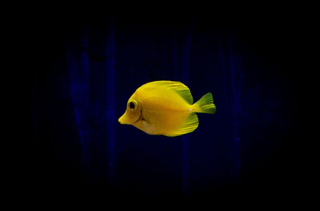 Yellow Tang