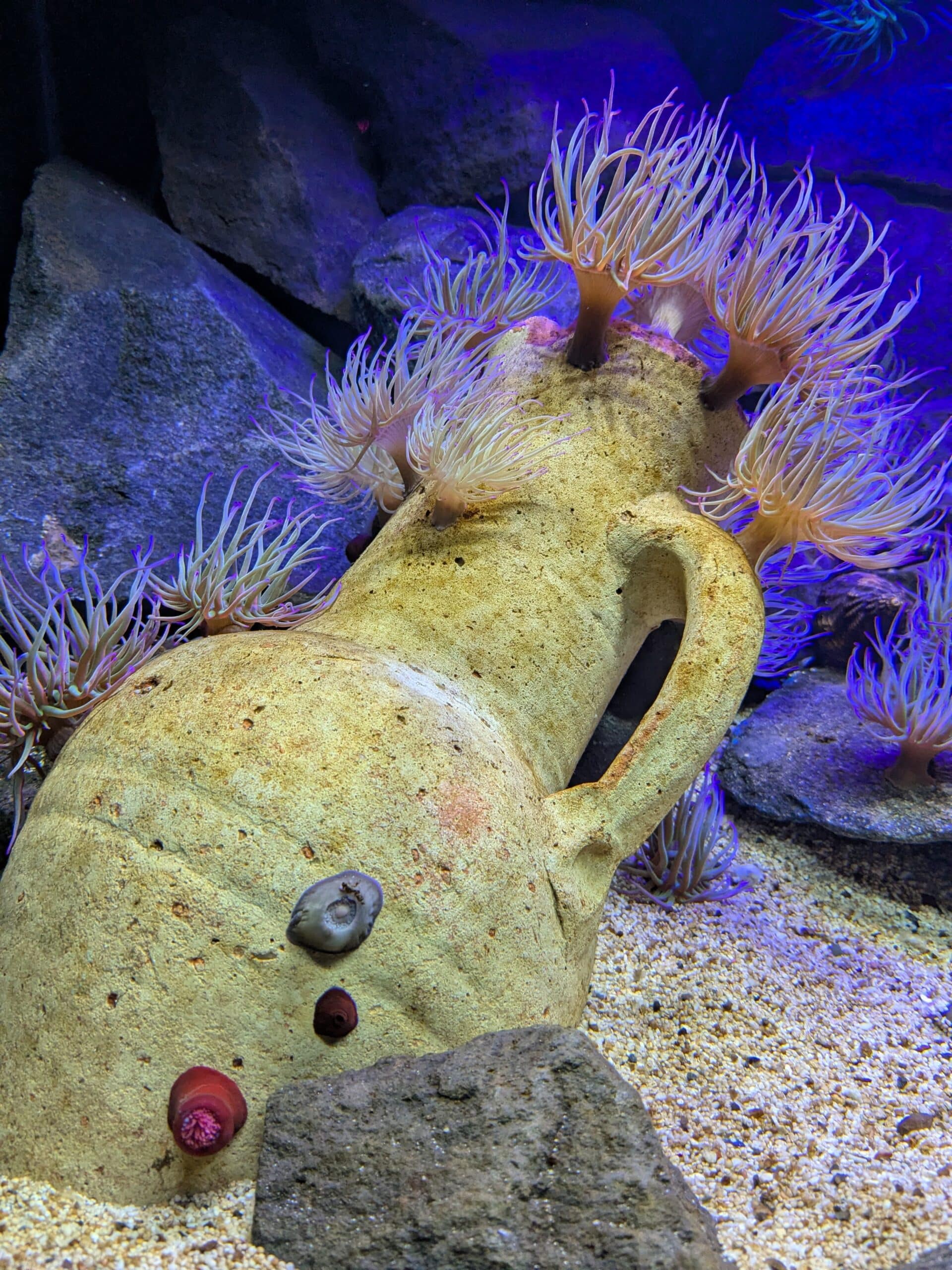 DSW - Anemone