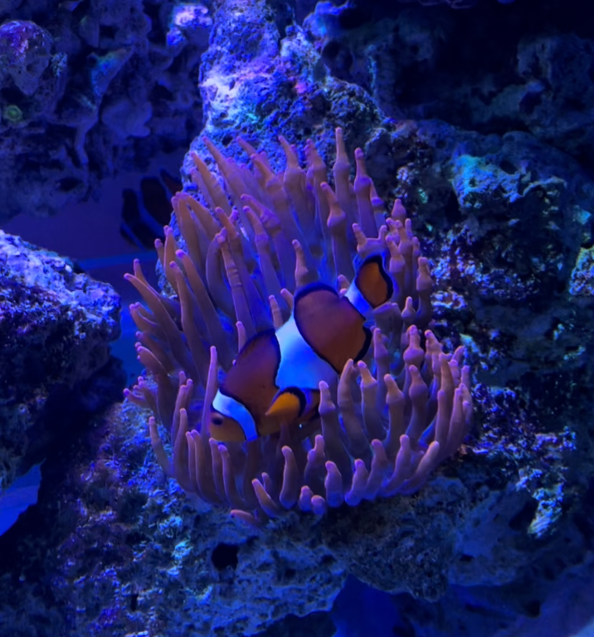 DSW - Clownfish
