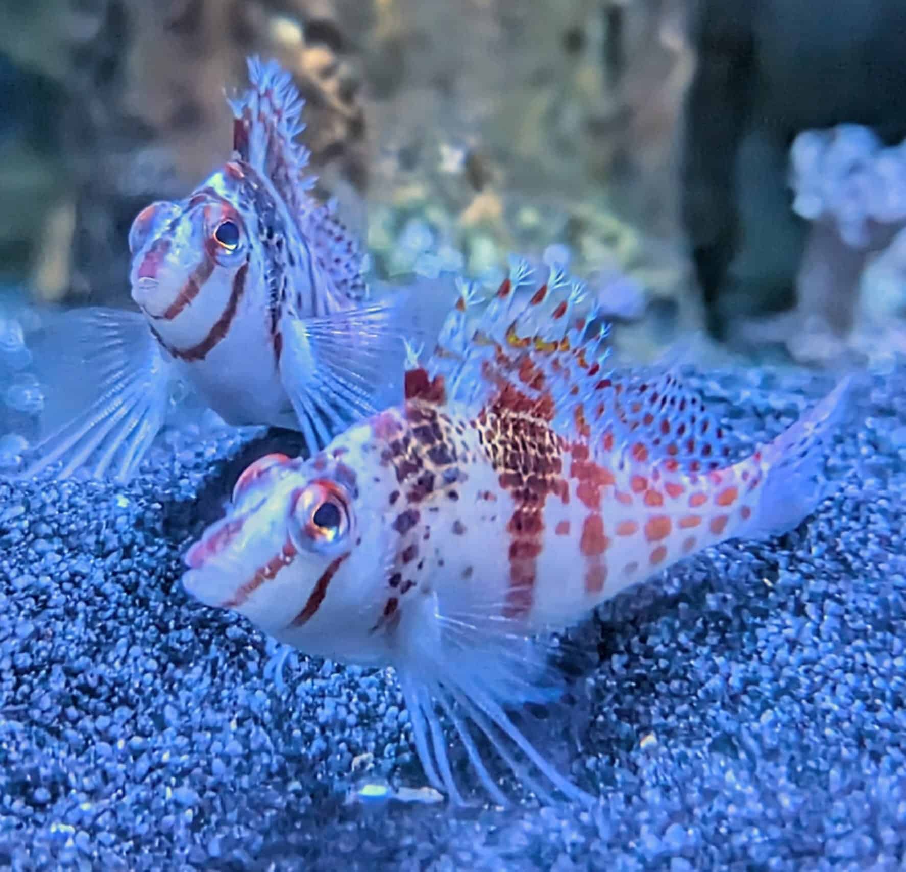 DSW - Fish